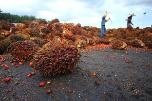 Kabar baik untuk petani sawit, pekan ini harga TBS di Riau tembus Rp 2.232,93 per kilogram (foto/int)